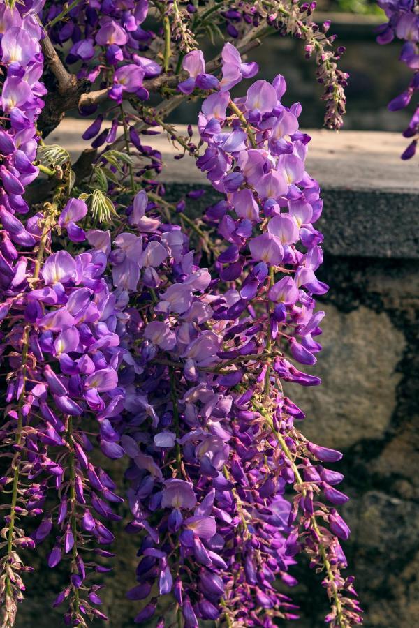 Il Glicine B&B Ristorante Cazzago San Martino Exteriör bild